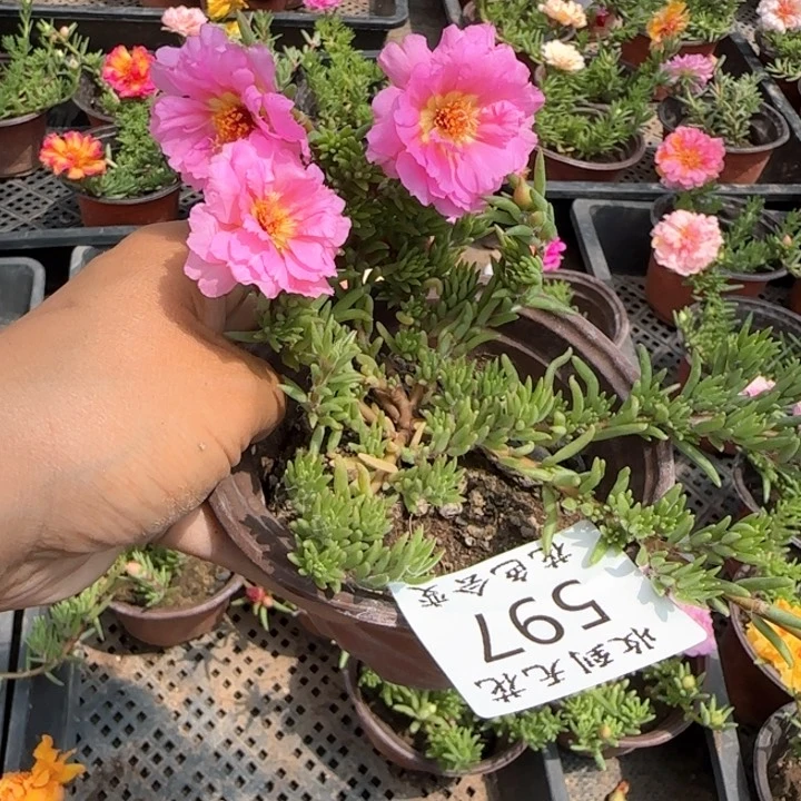 无花朵597特殊色超小苗盆口10cm