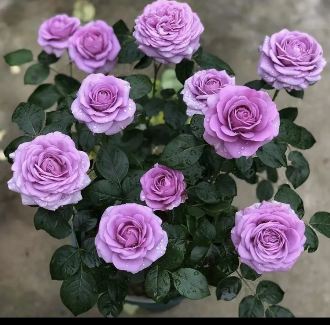 【水王星】紫色淡香 四季开花 阳台庭院盆栽地栽 原盆原土发货