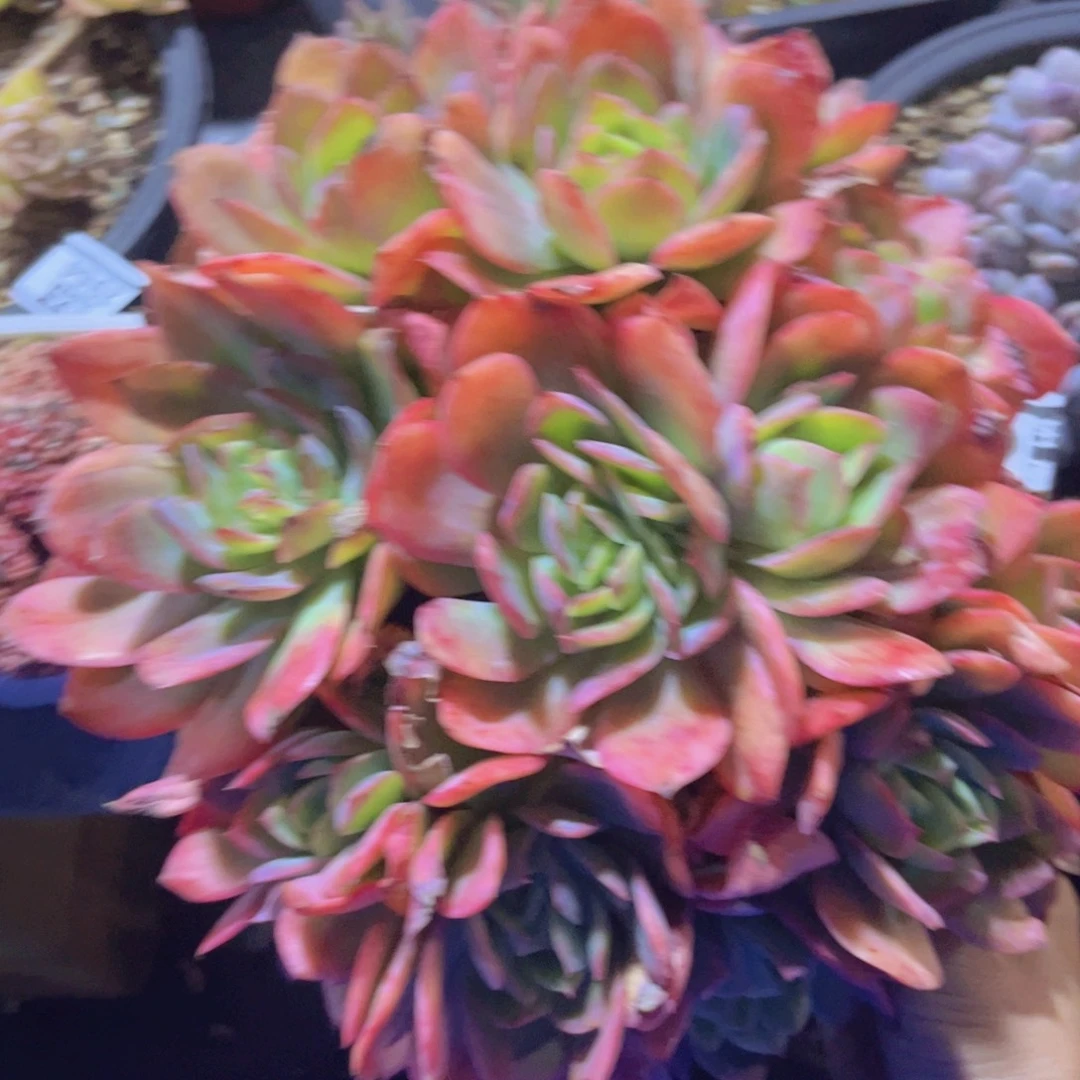 绮罗29212多肉植物