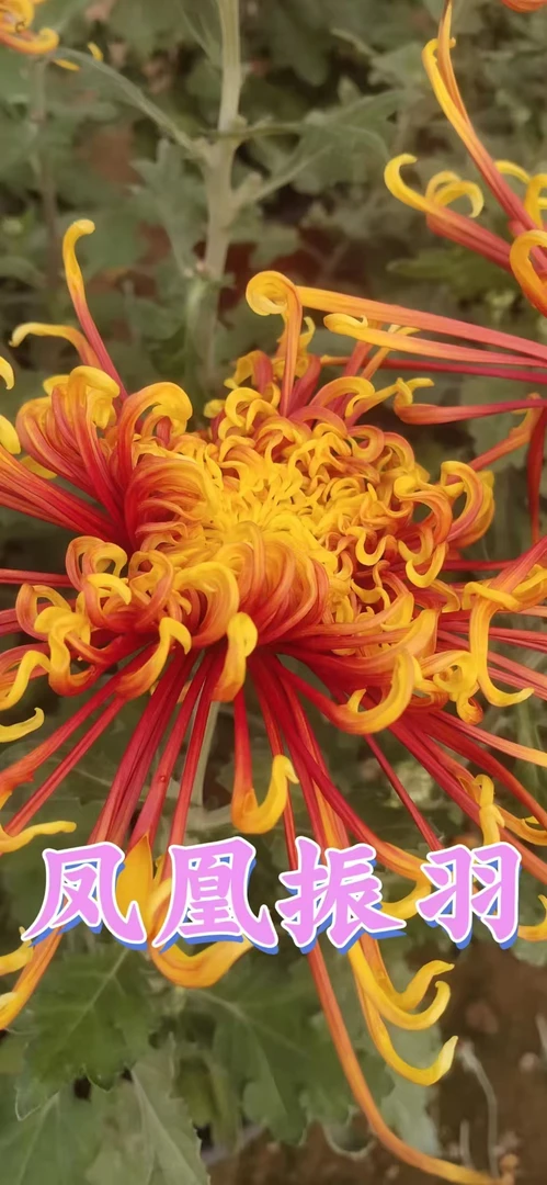 【凤凰振羽】九月菊金丝菊牡丹菊盆栽地栽好养易活多季开花菊花