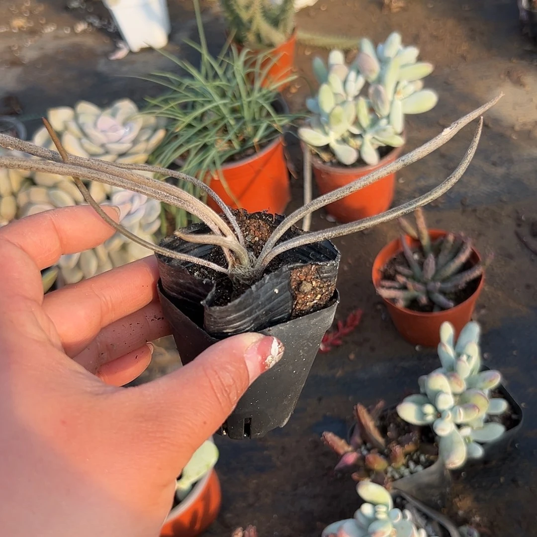 多肉植物长叶美杜莎