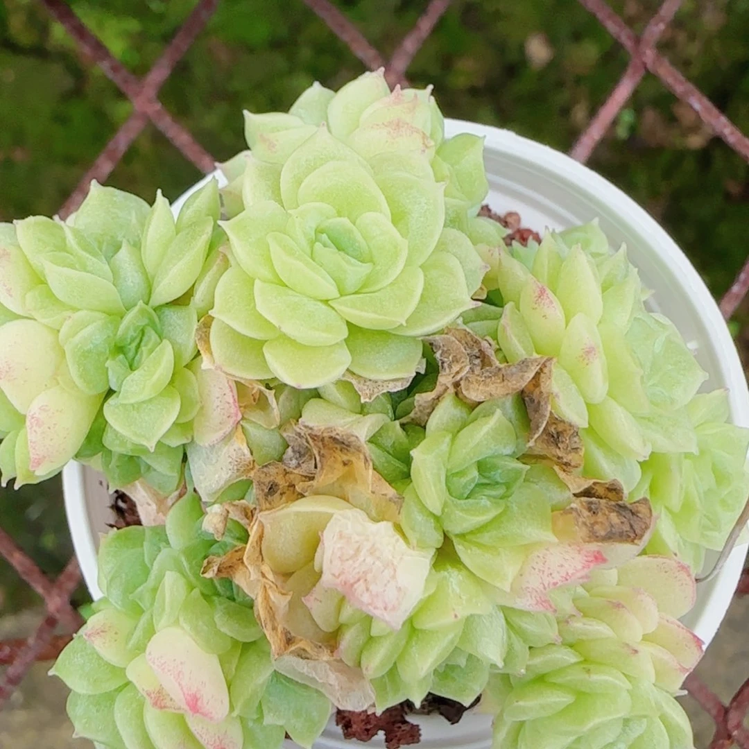 花语逸镜0623-66散