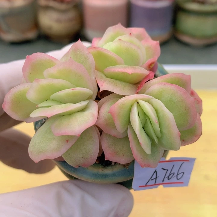 一物一拍满38包邮A766