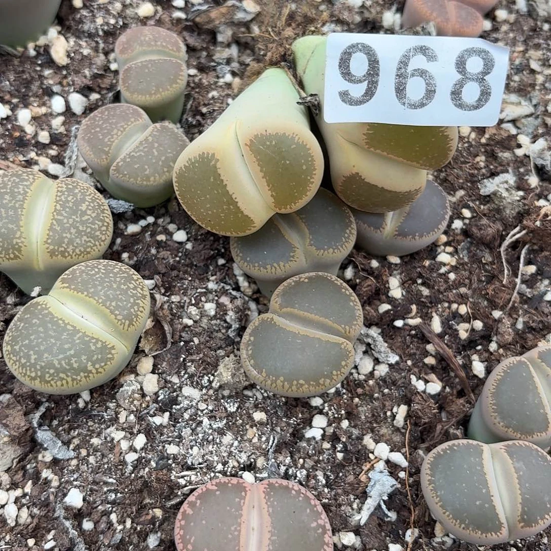 就***紫生石花一物一拍968