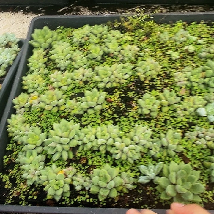 棵多肉植物福利套餐