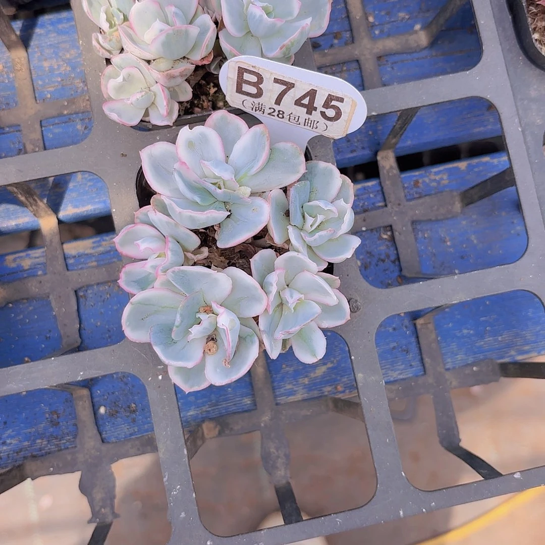 陌**深B745伯克利锦一物一拍