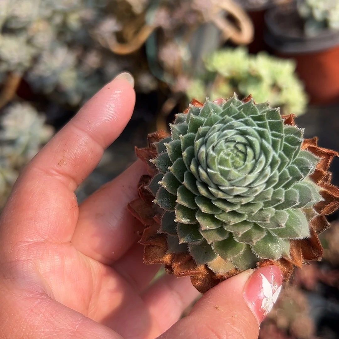 多肉植物多肉植物