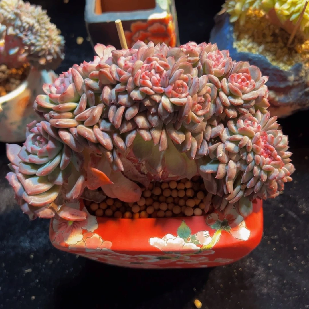 新年快乐555 新年快乐