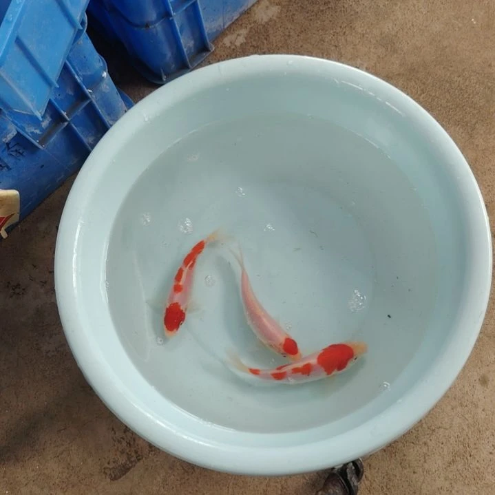 海水顺丰包邮开箱包活1