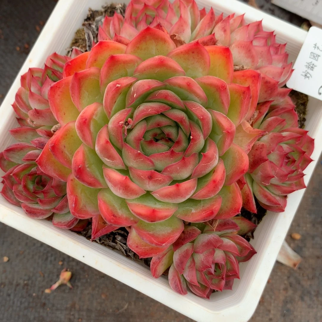 3189杂交多肉老桩