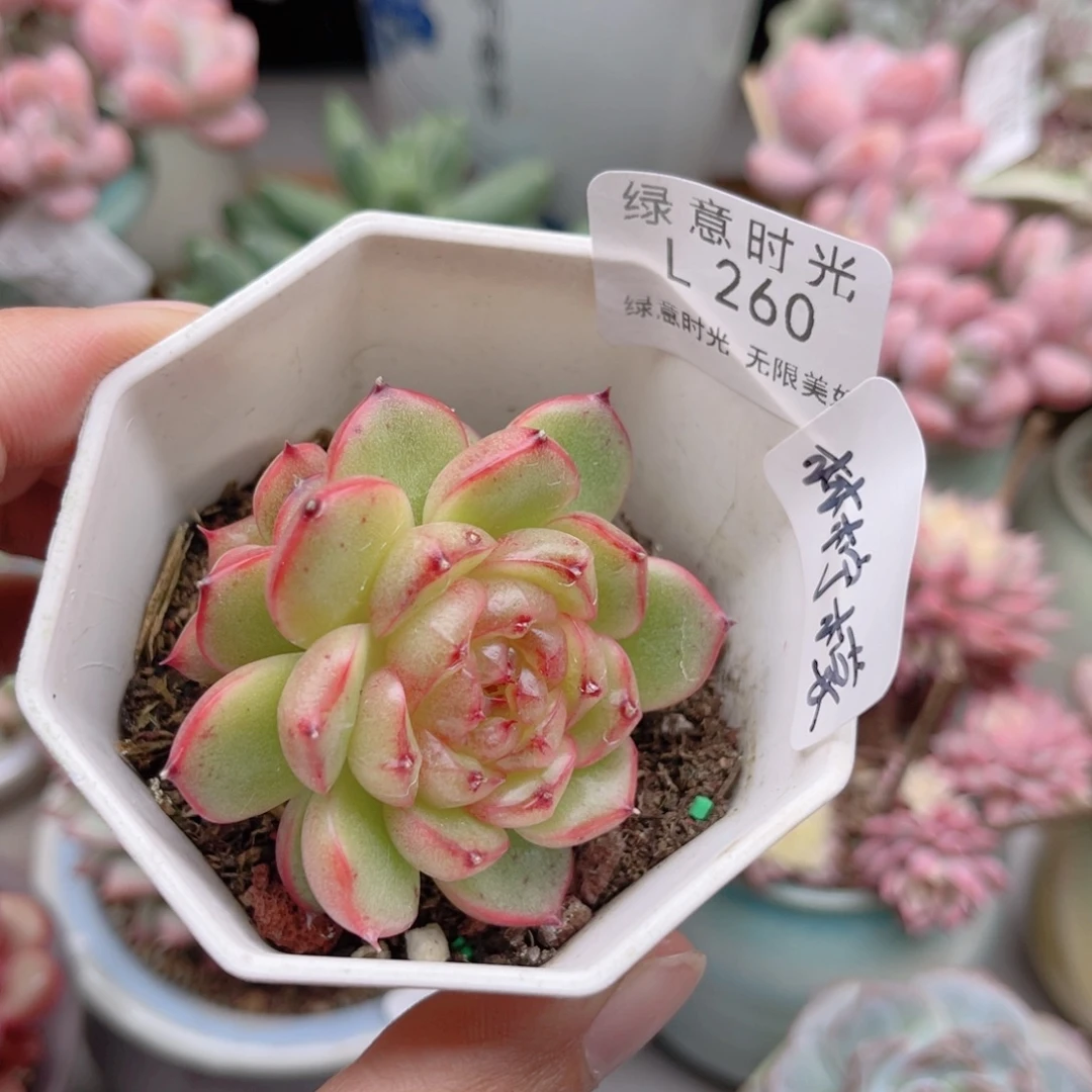 林***づ260 灯泡珍妮 带陶瓷盆发货 一物一拍