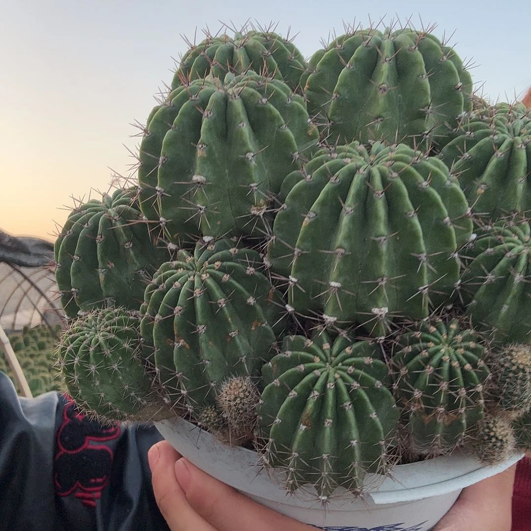 我***公无花朵彩草哈哈哈哈哈哈哈