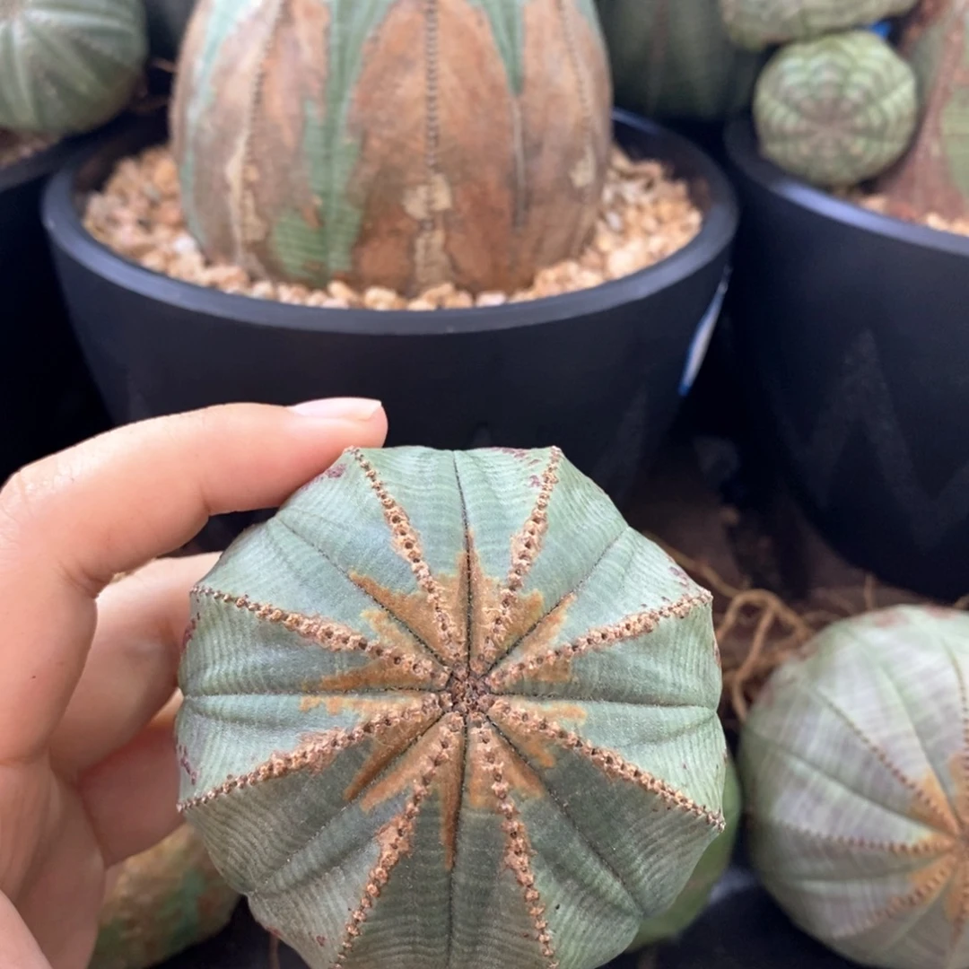 9欧系实生布纹球 一物一拍