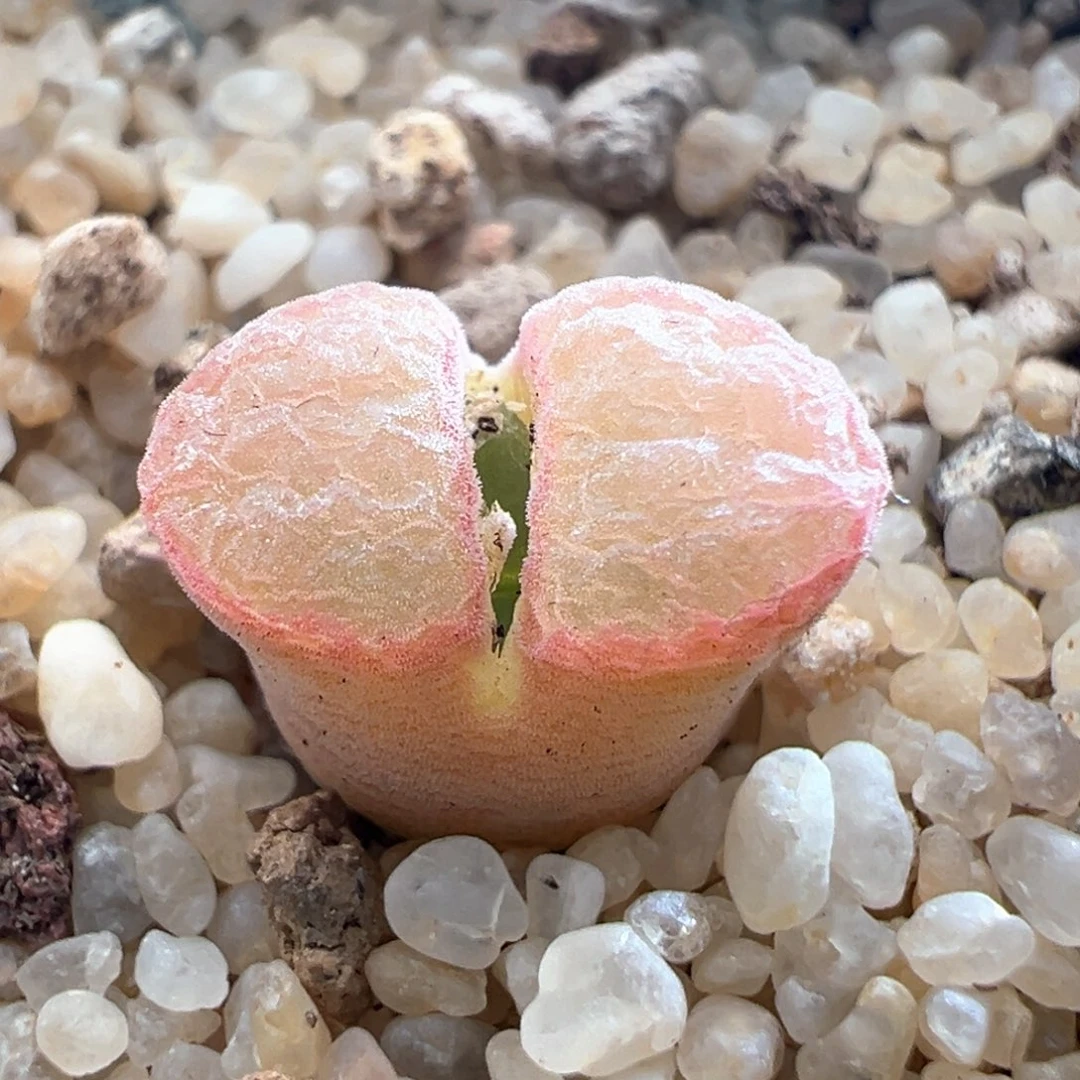 356优选1804.2桃烟