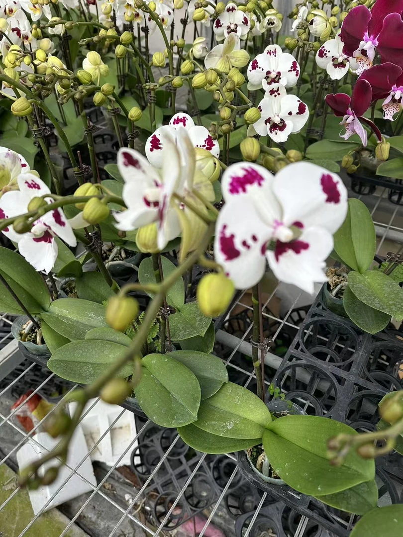 蝴蝶兰 臻选 （乳牛）褐白相间 花瓣厚实 质感 气质 趣味 仙女优选