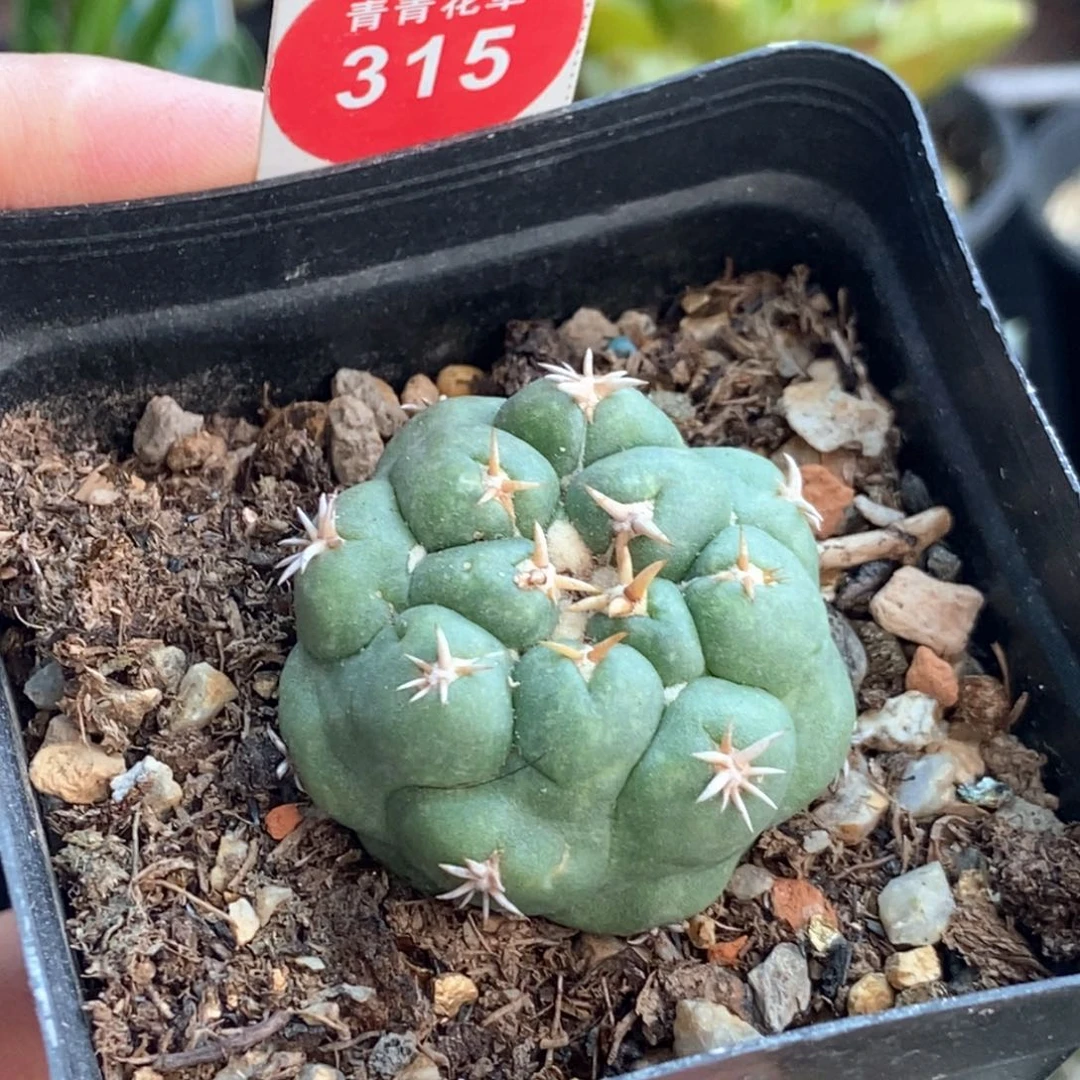 自根短豪象牙3.4cm