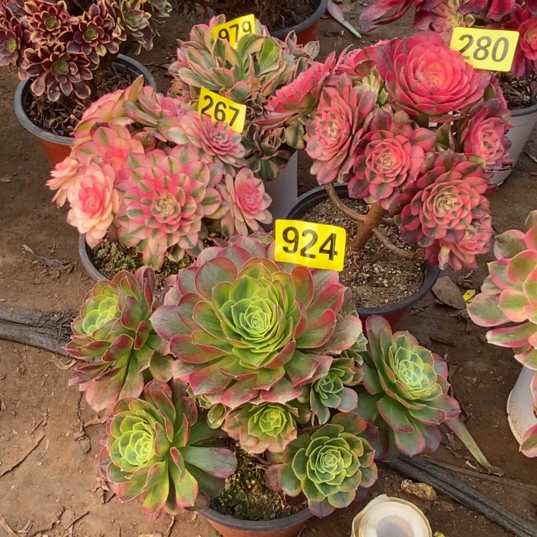 三颗280青城荔枝267奶白924