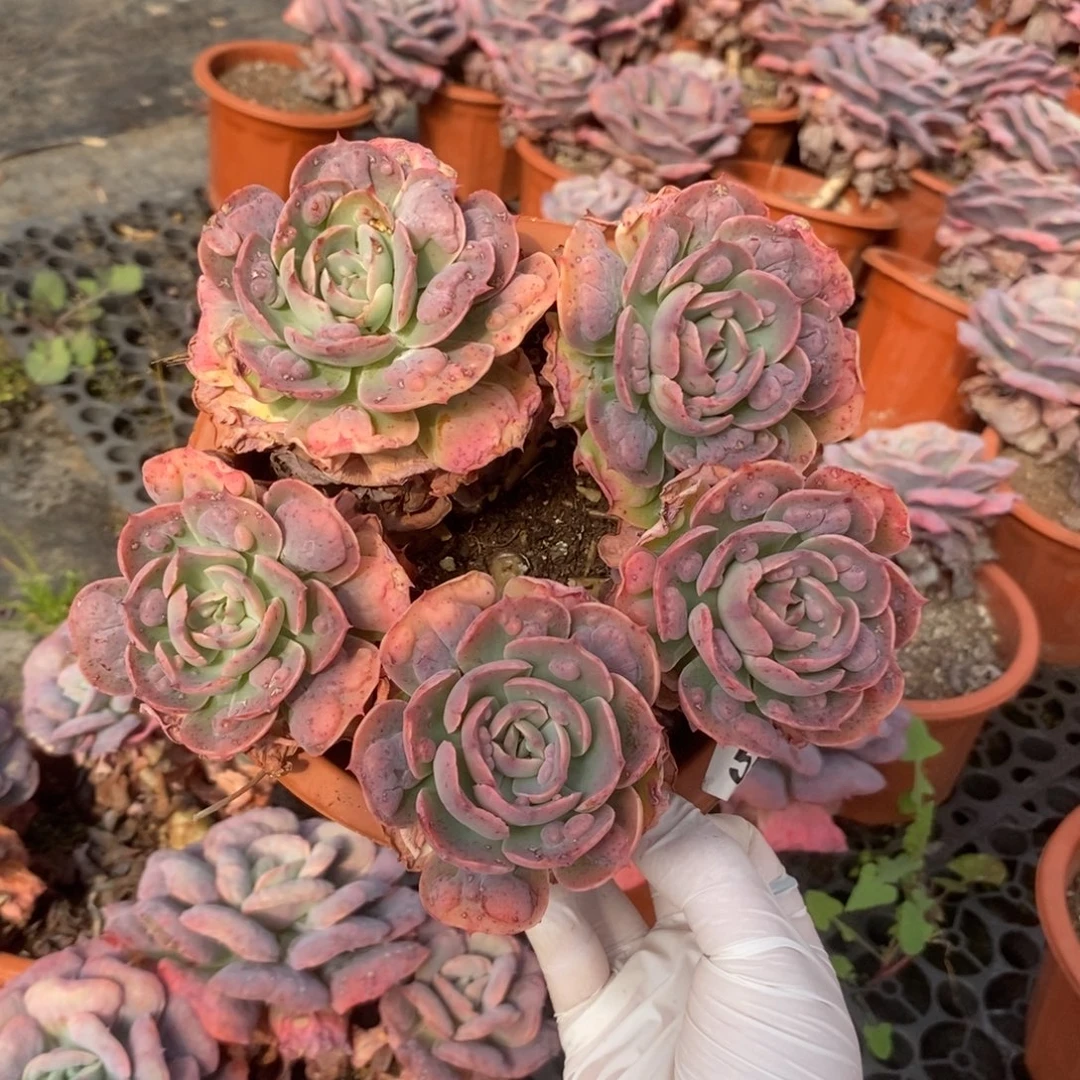 555雨滴石化锦一物一拍