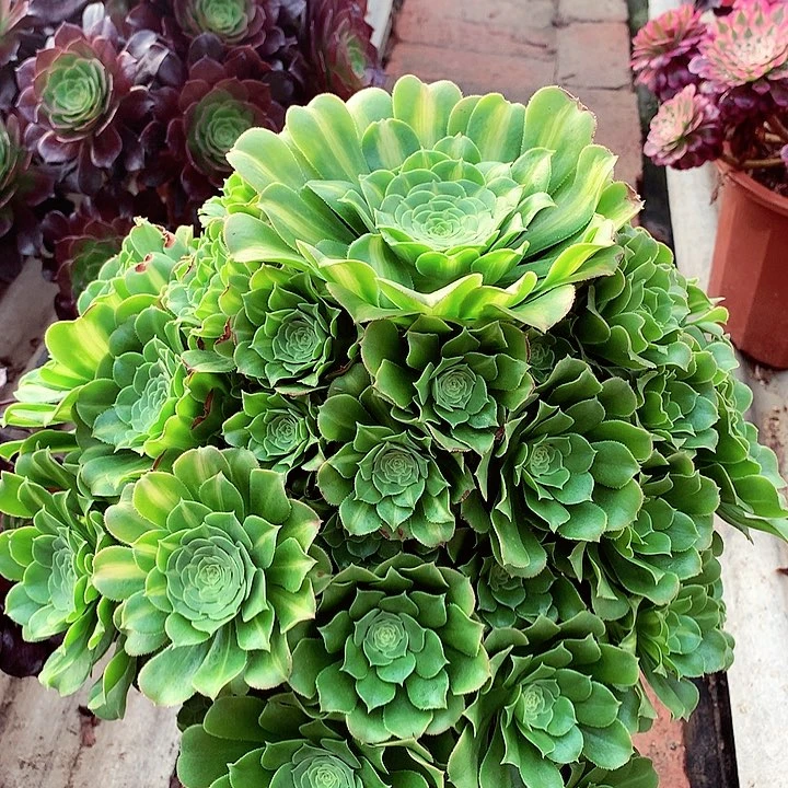 琉璃绿玫瑰，多肉植物