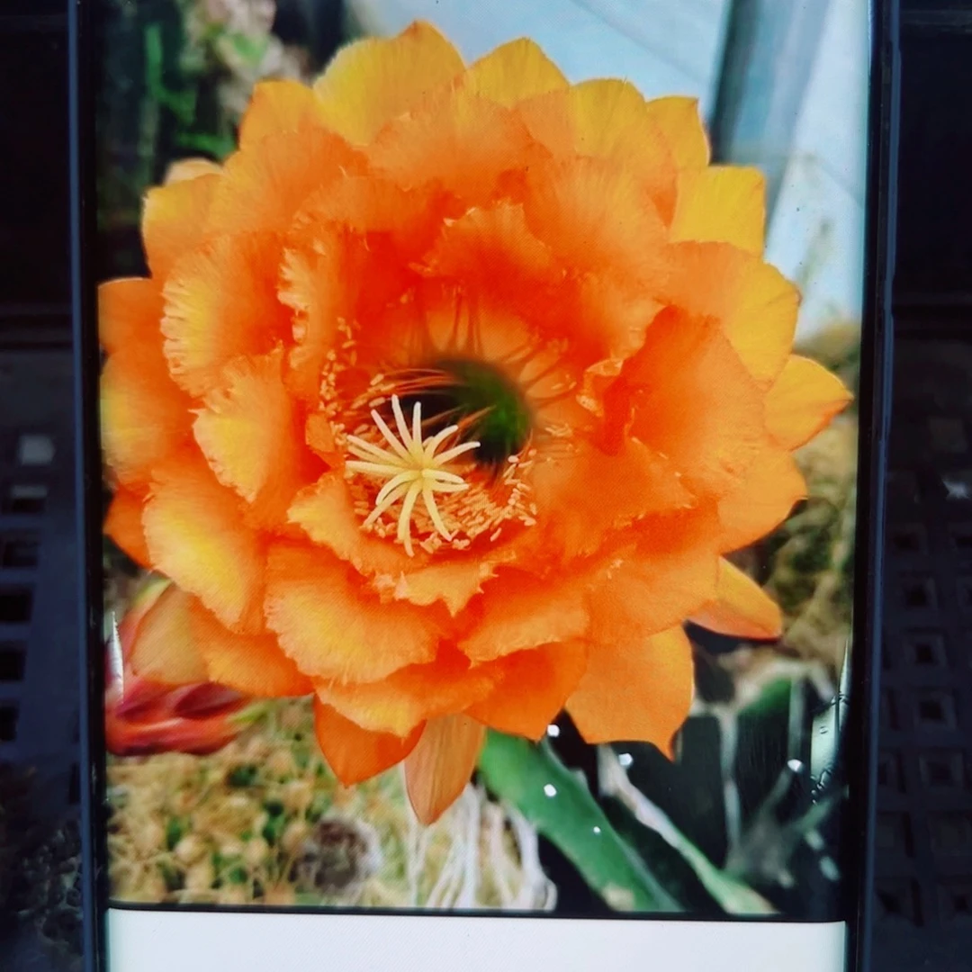 311毛花梦歪无根侧芽4公分左右20包邮