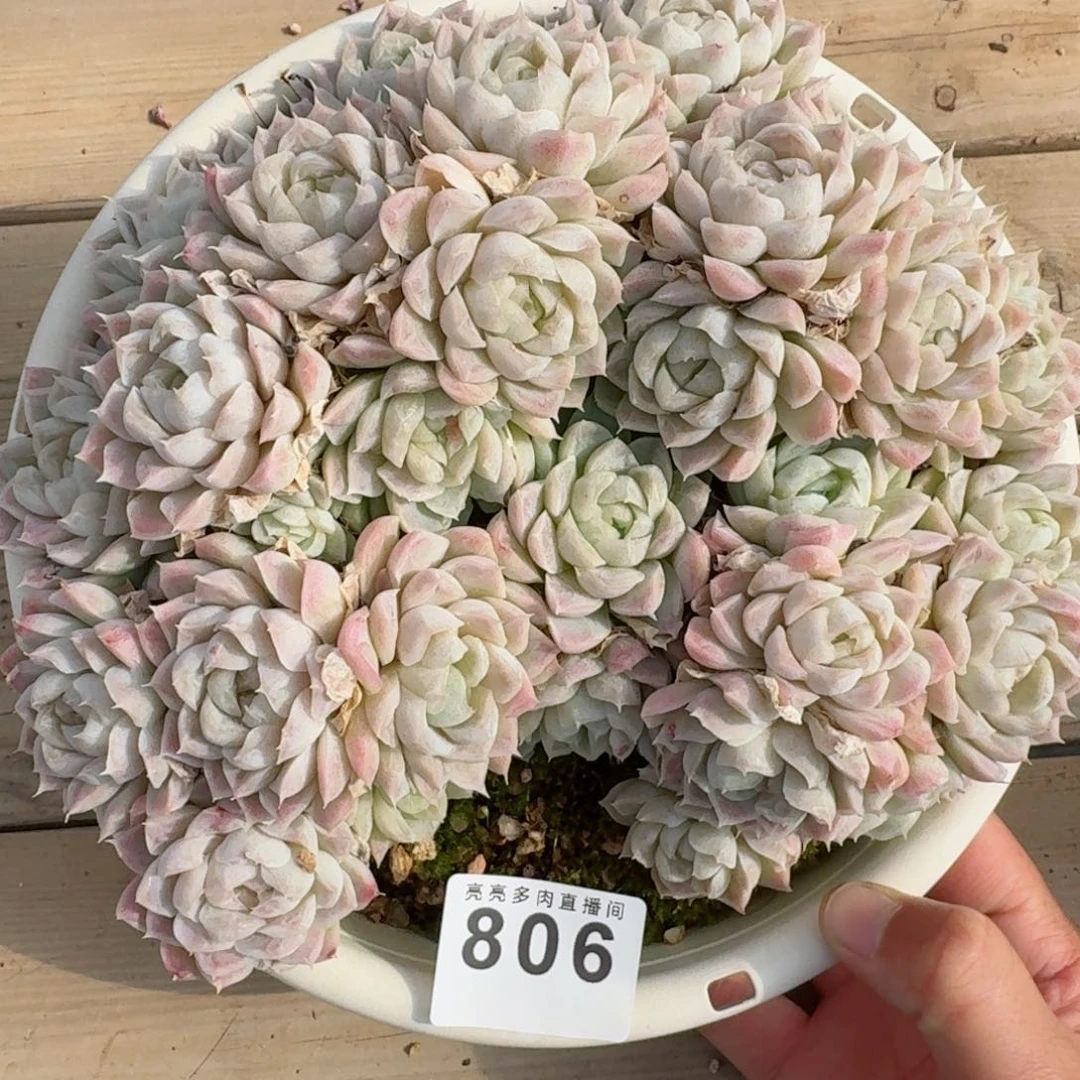 福利白月影      愿你一路坦途，乘风破浪展宏图