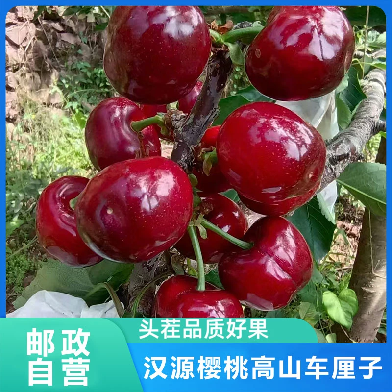 【川渝专属】精品阳光果车厘子 四川汉源甜樱桃 航空冷链坏果包赔