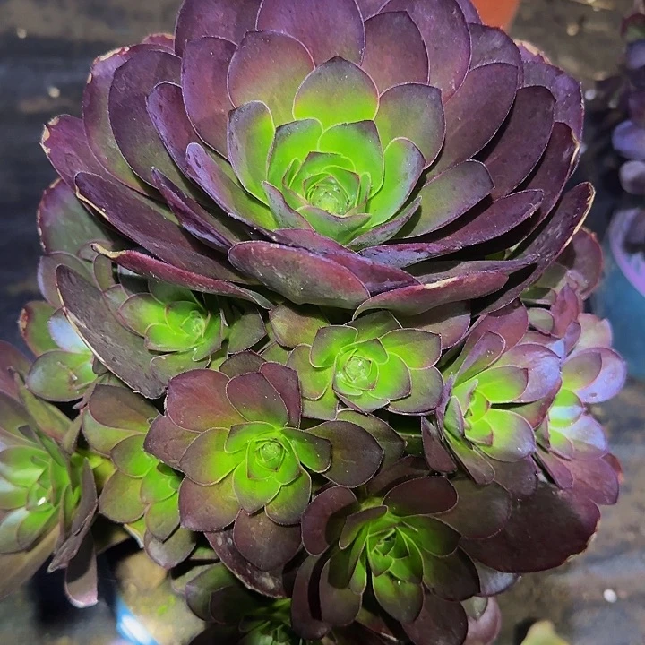 魅金玫瑰捧花开播福利