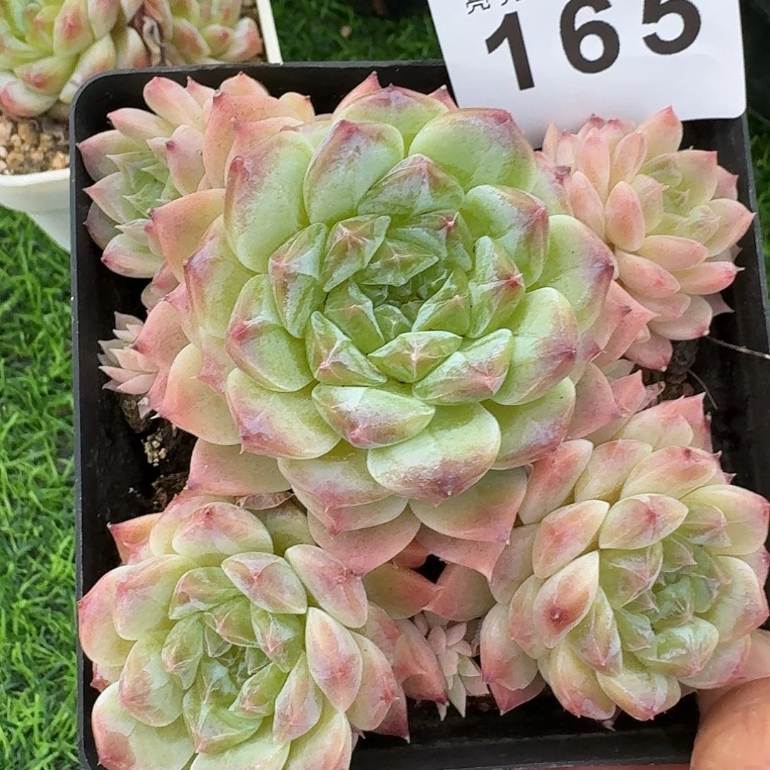 冰魄群生            精美多肉植物