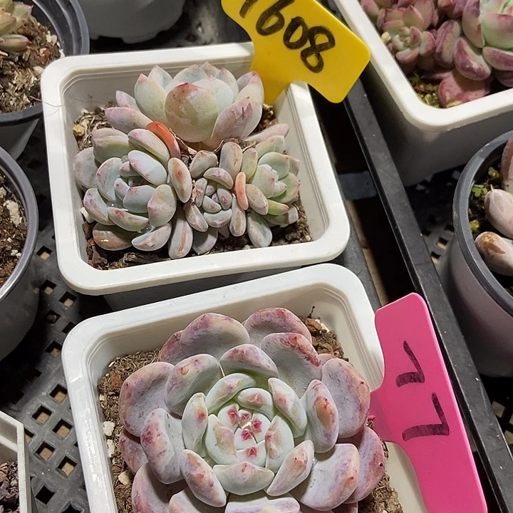 多肉植物奶盖1608 77