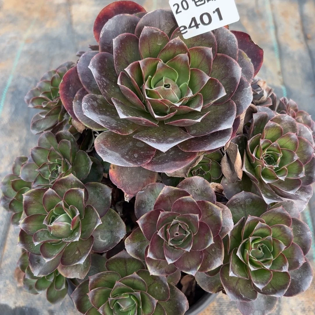 401魅金，多肉法师