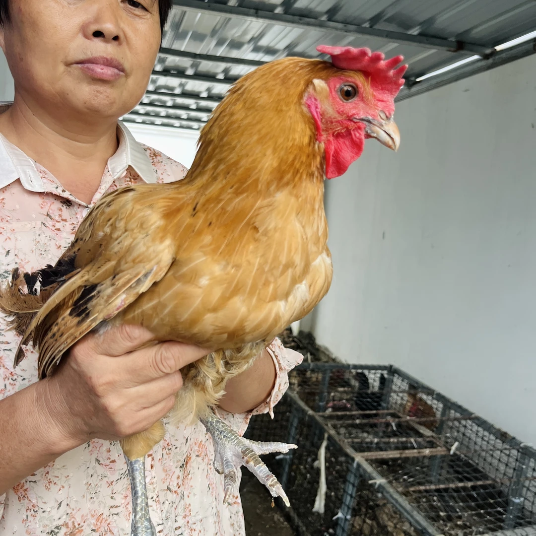 【4年母鸡】农家散养溜达鲜嫩现杀