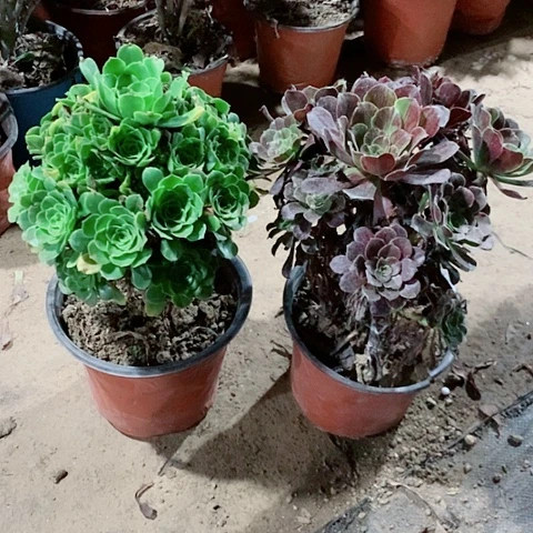 绿杨蓉欧入啦多肉植物56号