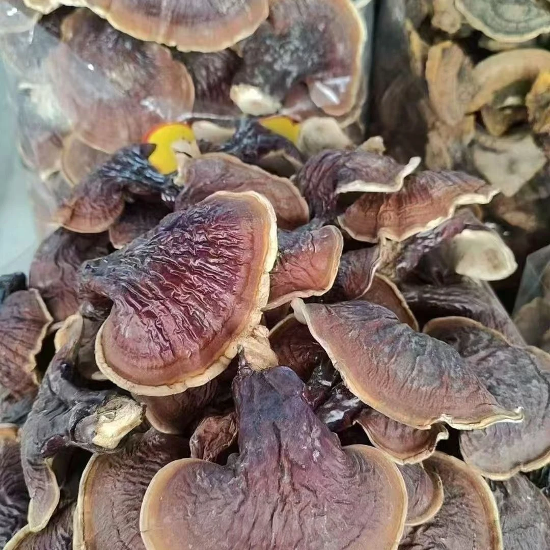 云南山货白肉灵芝深山生长参泡酒泡茶