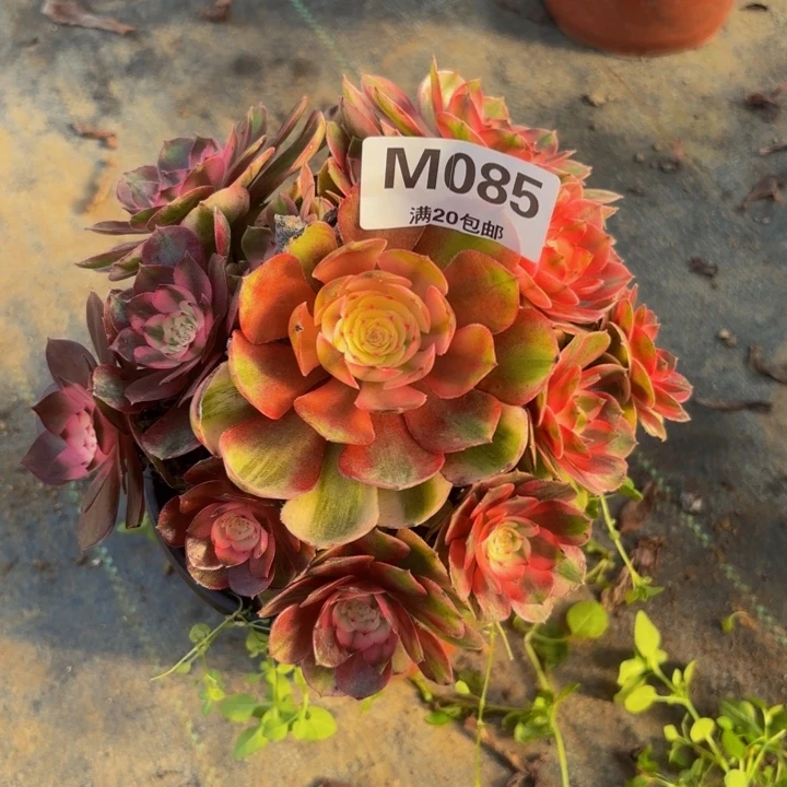 瑞妈多肉园艺。085.荔枝