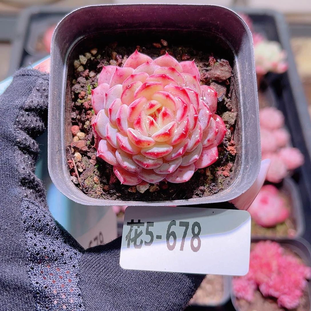 花利美5-678哈尼