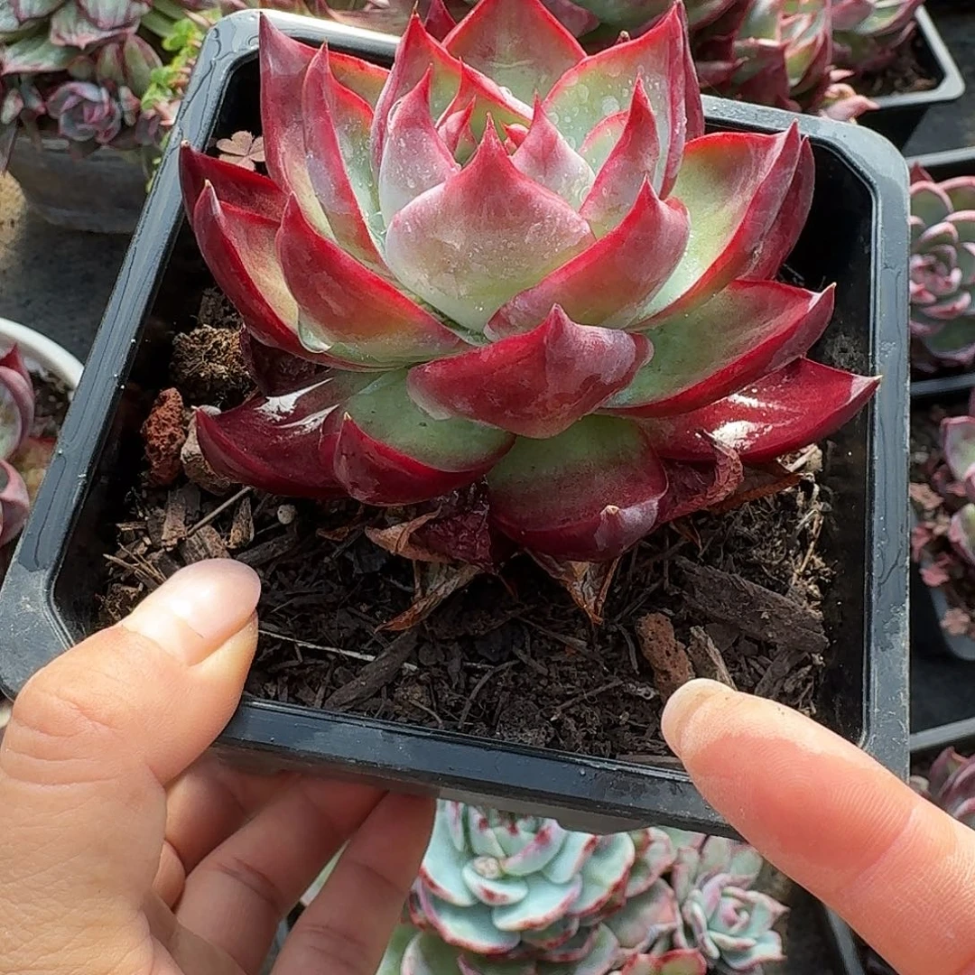 惊鸿惊鸿惊鸿 6 公分内勾红