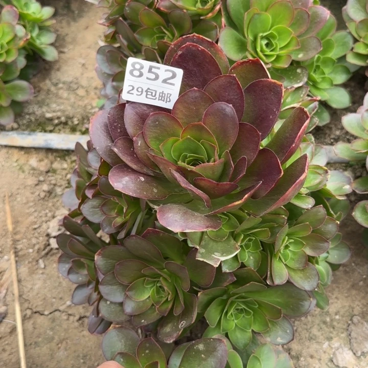 魅金……多肉植物……