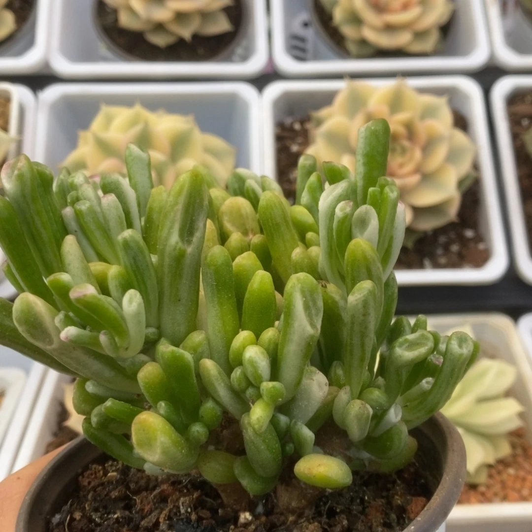 270吸财树看锦锦锦锦锦锦锦