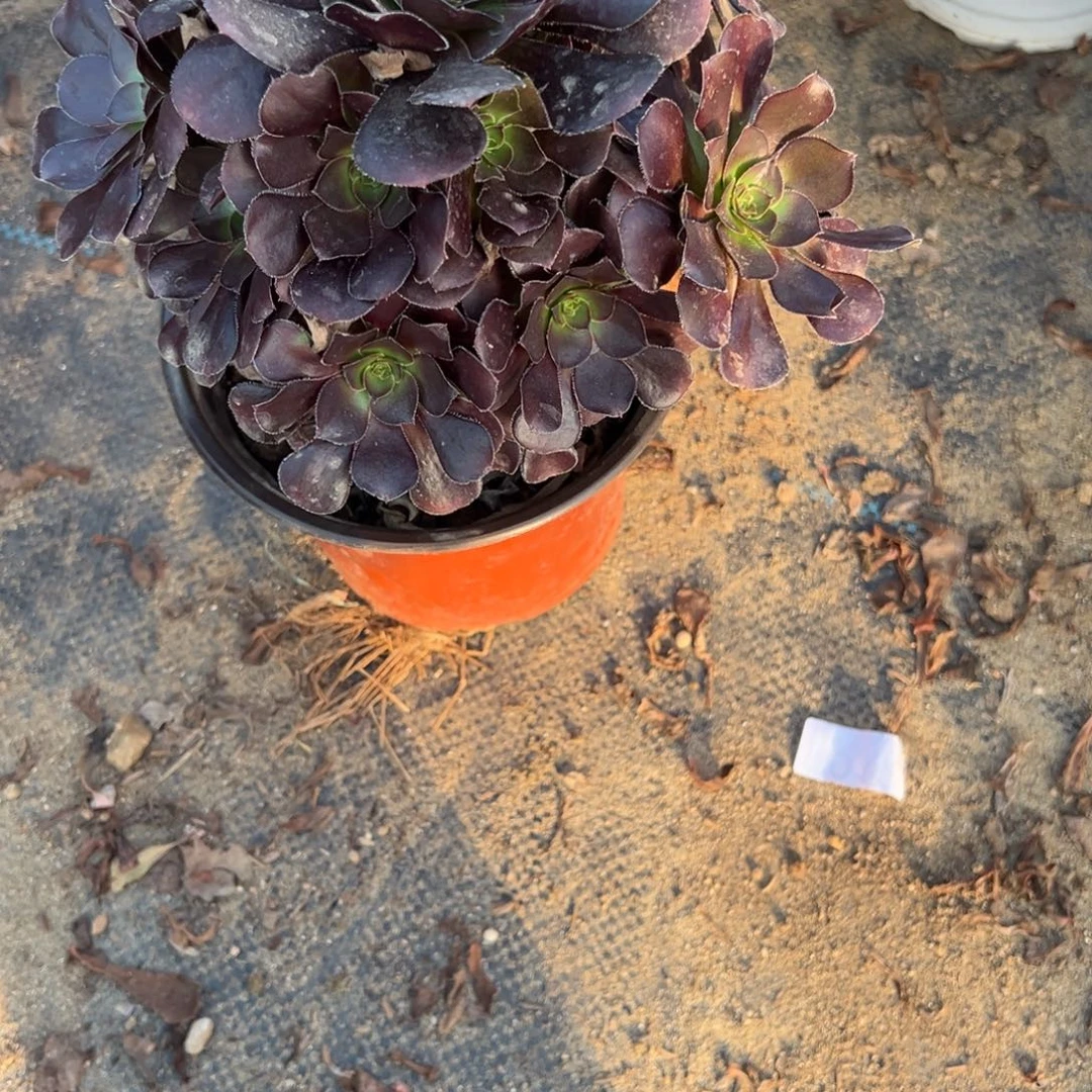 大***美409黑玫瑰多肉植物法师