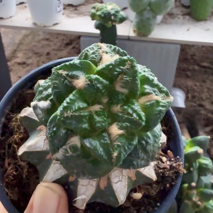 无花朵036志贺系龟甲牡丹东三