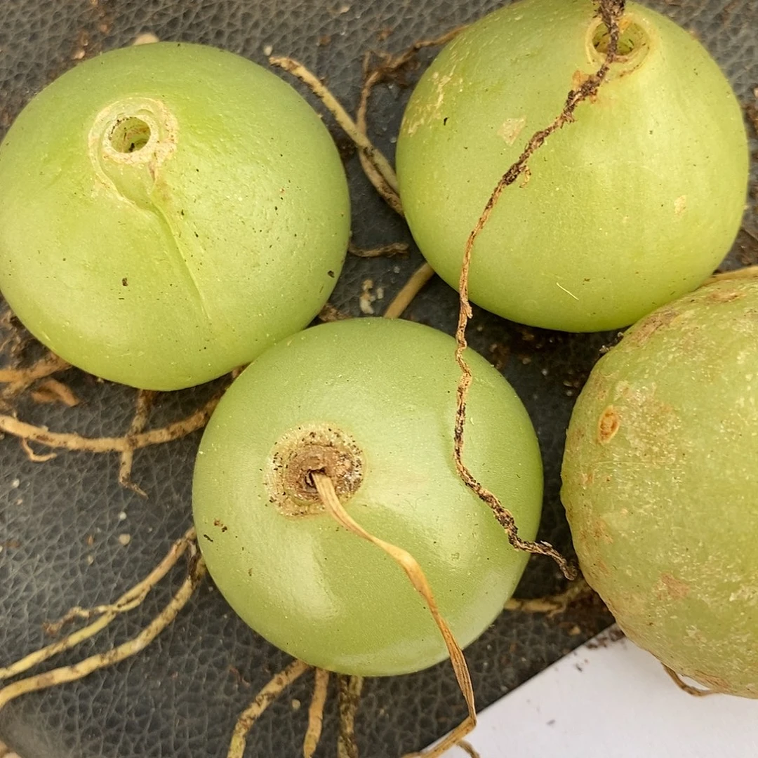 1638苍角殿一颗。