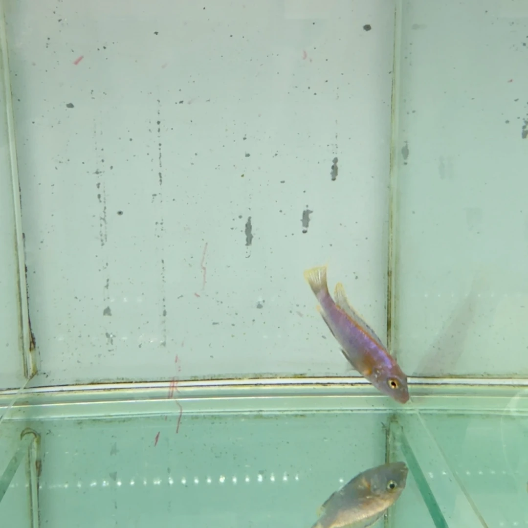 慈鲷1031彩虹雕。