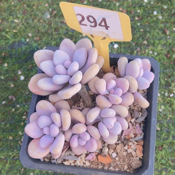 健健康康平平安安