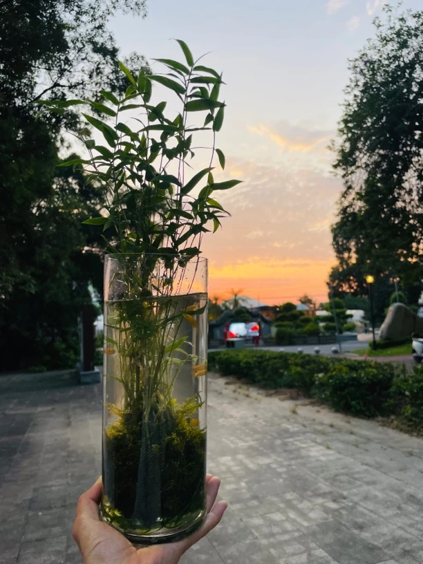 苔藓球米竹水培绿植盆景四季常青好养可用于鱼缸造景