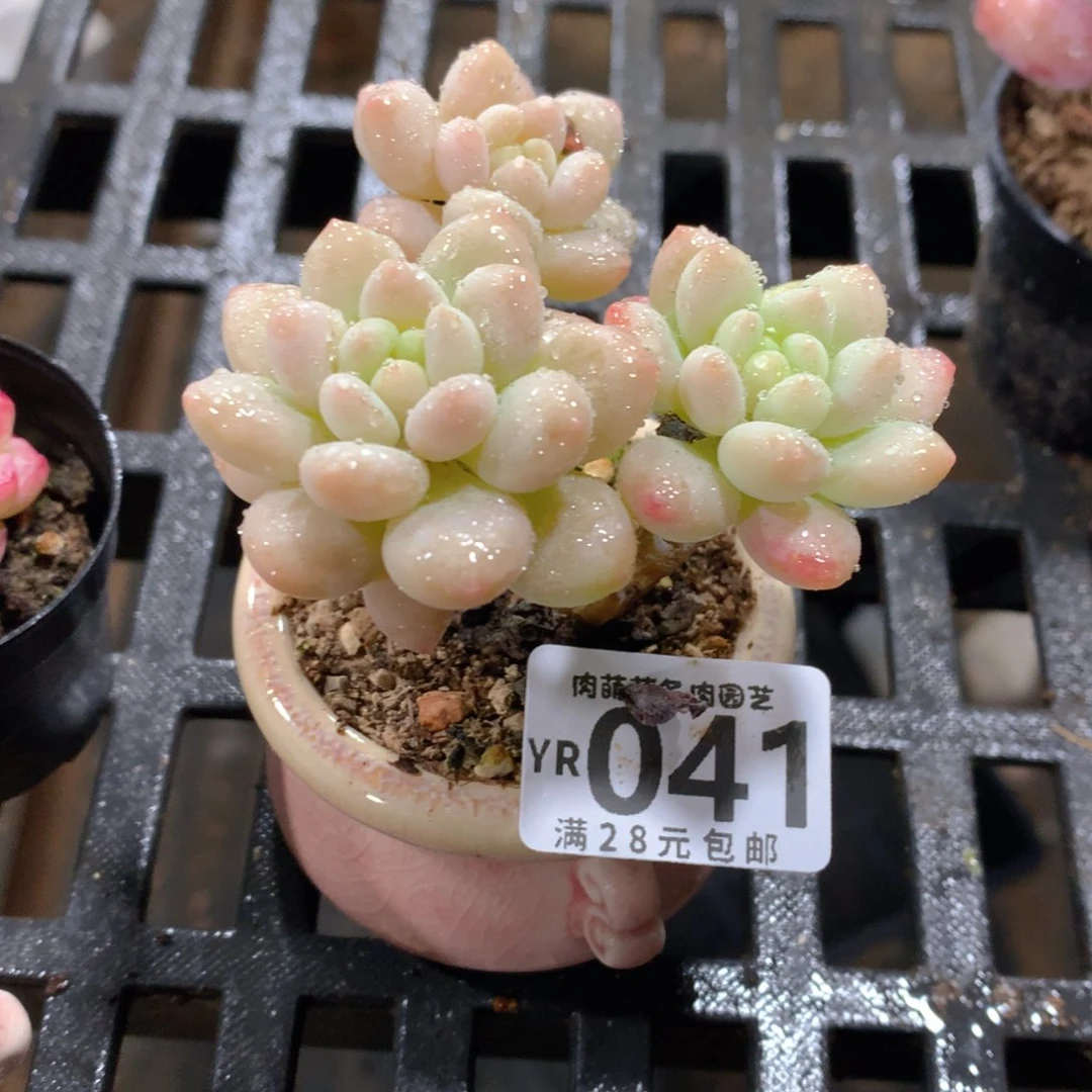 肉萌萌拇指盆精控多肉YR041