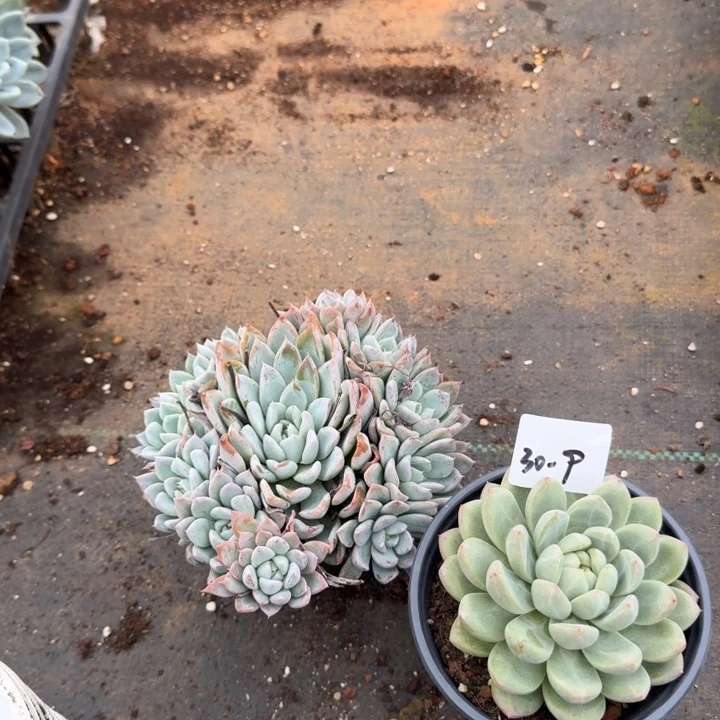 30-9多肉杂交三颗量拍