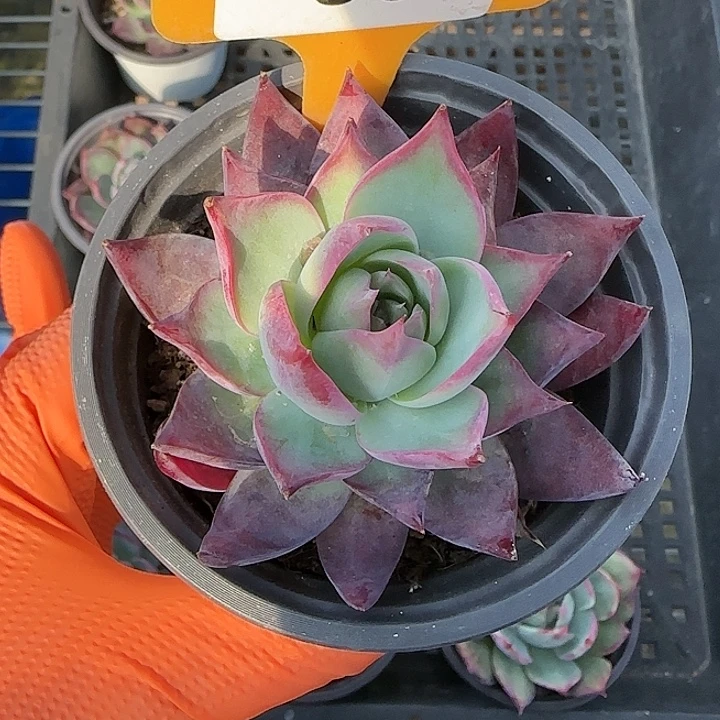 86 惊鸿仙子多肉植物6-9cm