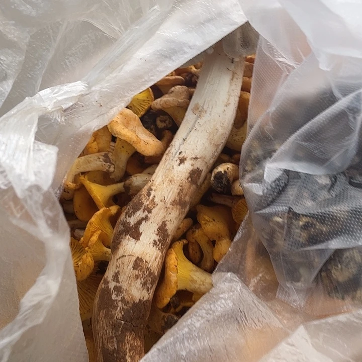 d***g云南省石屏县青头菌中国大陆