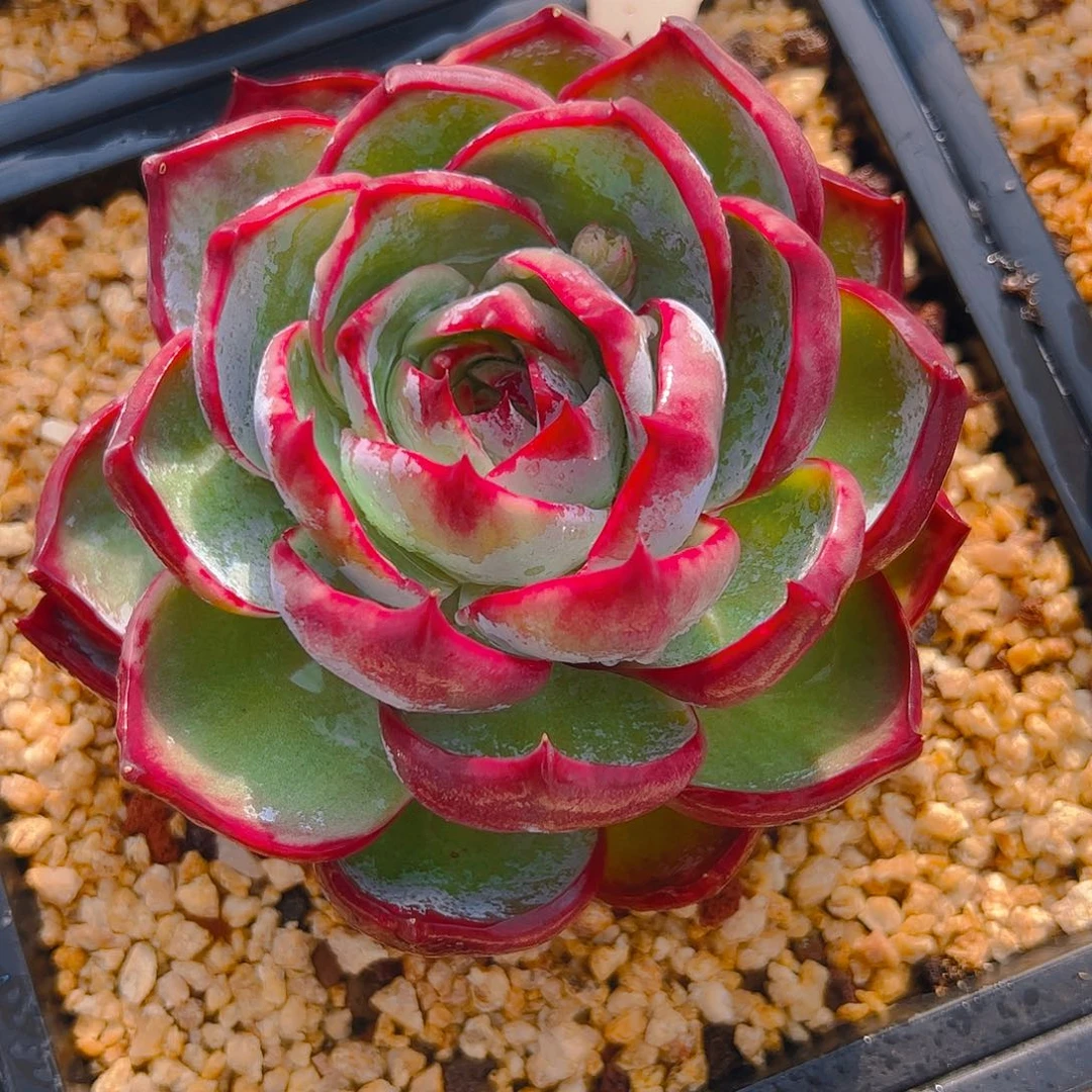 小*惊鸿仙子一物一拍5072号