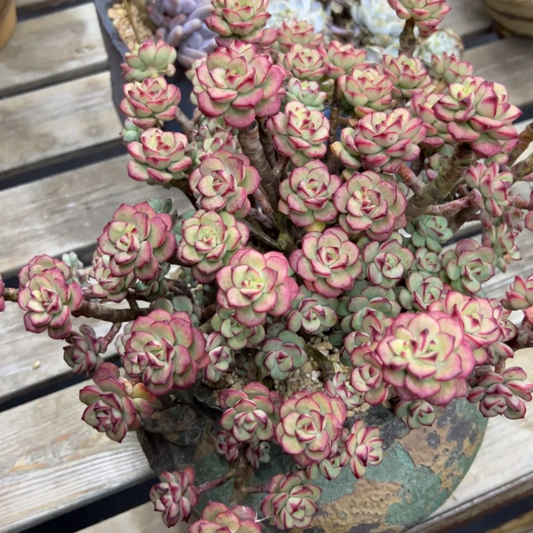 探戈38 零零多肉植物